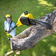 Best Commercial Tree Removal  in East Grand Forks, MN